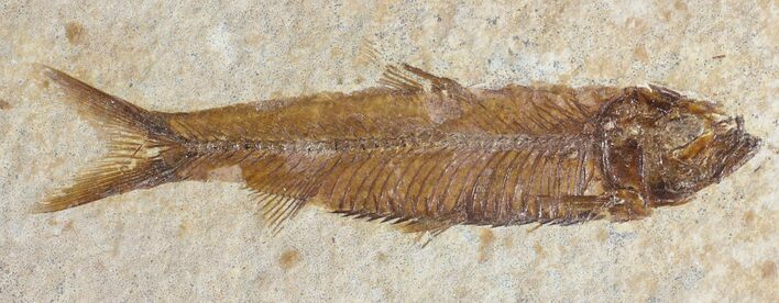 Detailed, Knightia Fossil Fish - Wyoming #53886